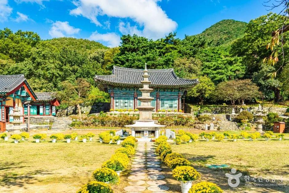 입장료 무료인데 공주 벚꽃 명소라고?"... 충남 공주시 신원사, 100년 넘은 벚나무 100그루
