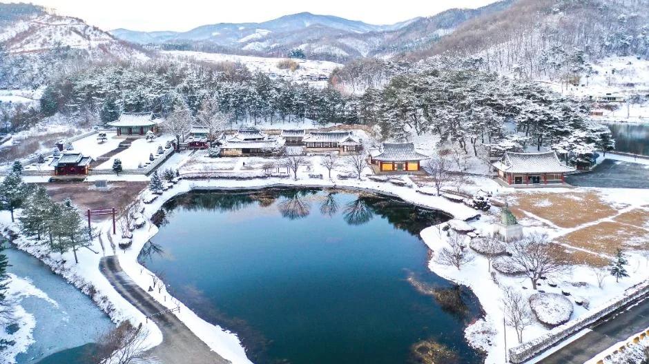 1년에 딱 한 번만 개방하는데 무료라고?"... 4월에만 만날 수 있는 청양 모덕사 겹벚꽃 명소