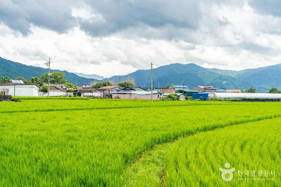 구례 용두마을, 산수유·섬진강 벚꽃 명소와 가볼만한 곳