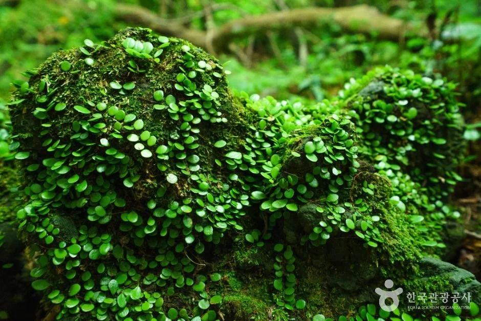 제주 청수곶자왈, 숲길 코스와 주차 정보