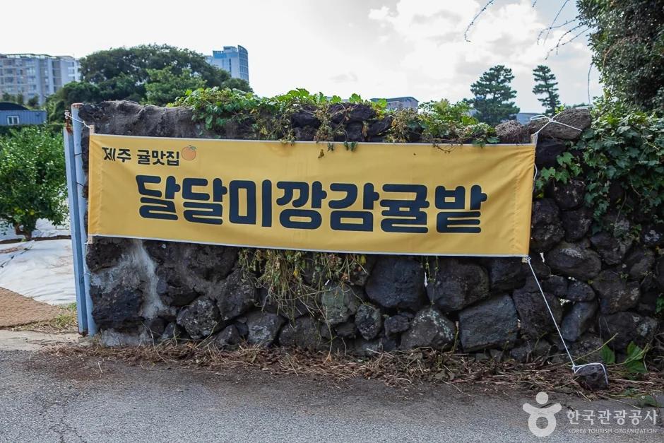 이 감귤 따기 체험이 무료라고?"... 서귀포시 달달미깡감귤밭, 제주 감귤의 달콤함 속으로