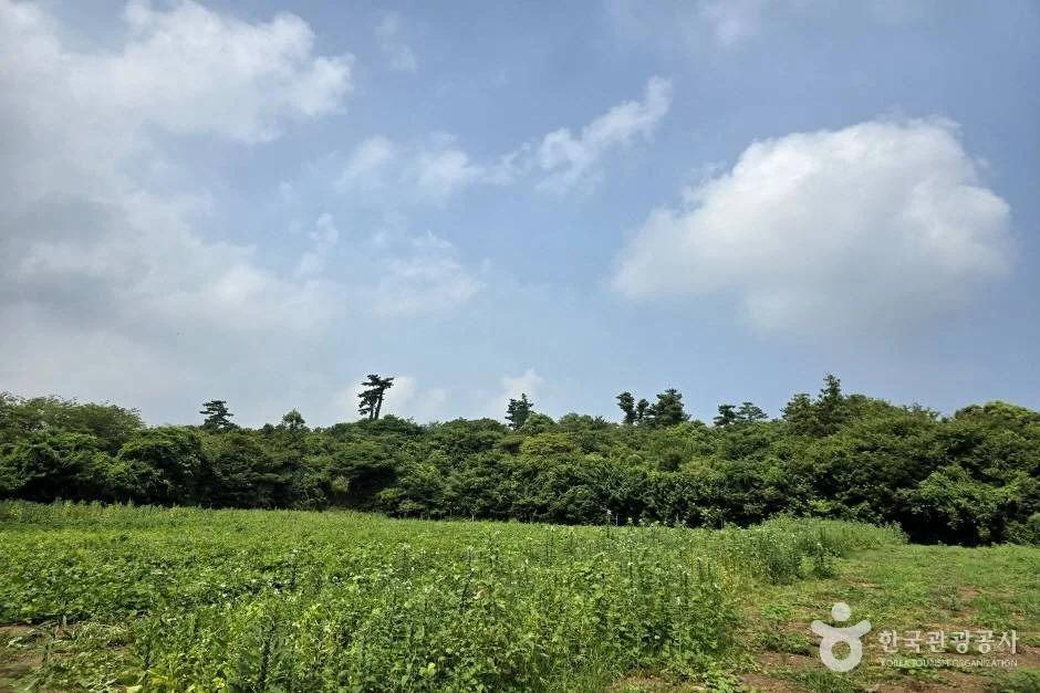 이런 곳이 제주에?"... 제주시 비밀스러운 제주탐나라공화국 30년 역사의 섬 속의 섬