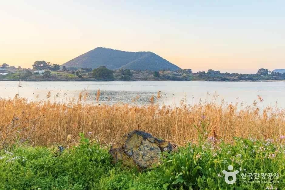 하도리 철새도래지, 탐조 시기와 방문 팁