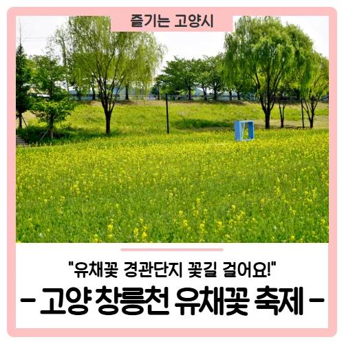 노란 물결 위 인생샷 건져볼까?"... 경기 고양 창릉천 6만 제곱미터 유채꽃 경관단지