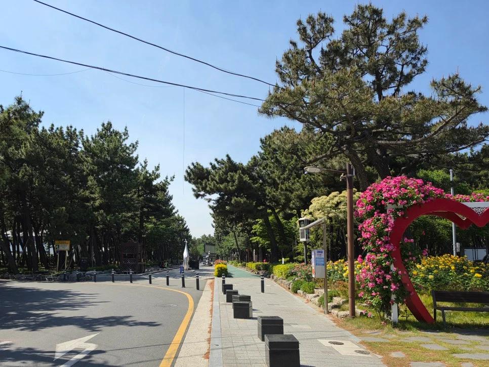 맨발로 솔향 맡으며 걷는다고?"... 경북 포항 송도 1km 솔밭 도시숲 건강 산책