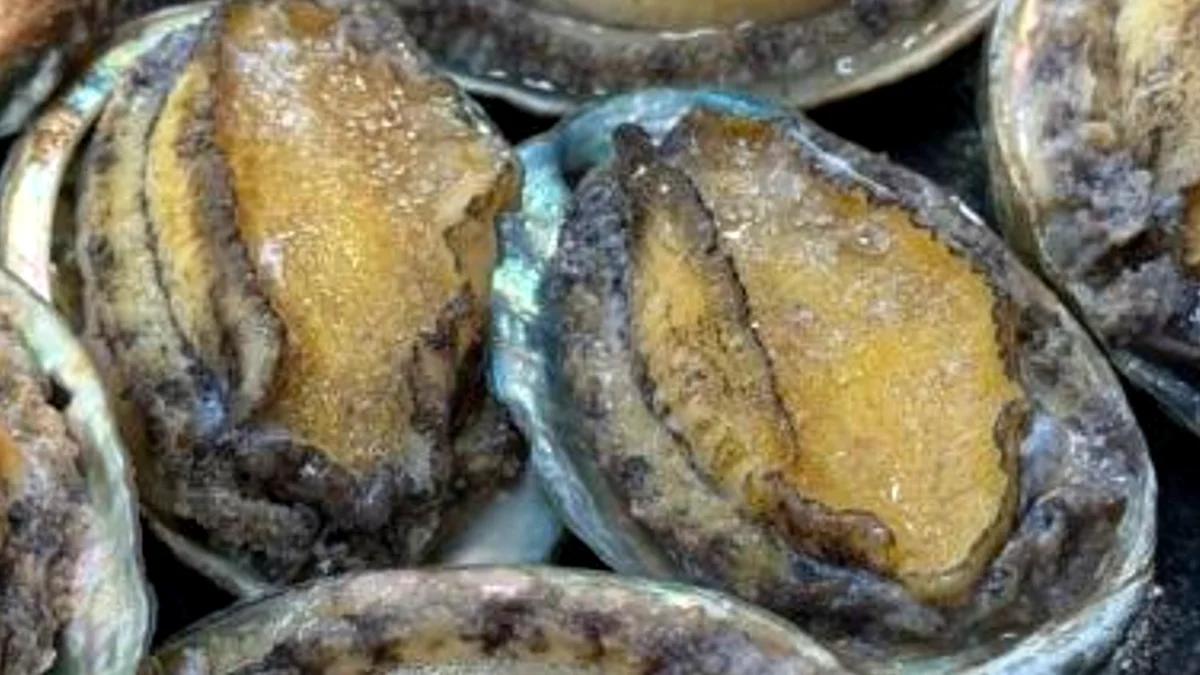 이게 바로 진도 인심?"... 완도 초평항, 남편이 키운 전복 한상차림 찐맛집