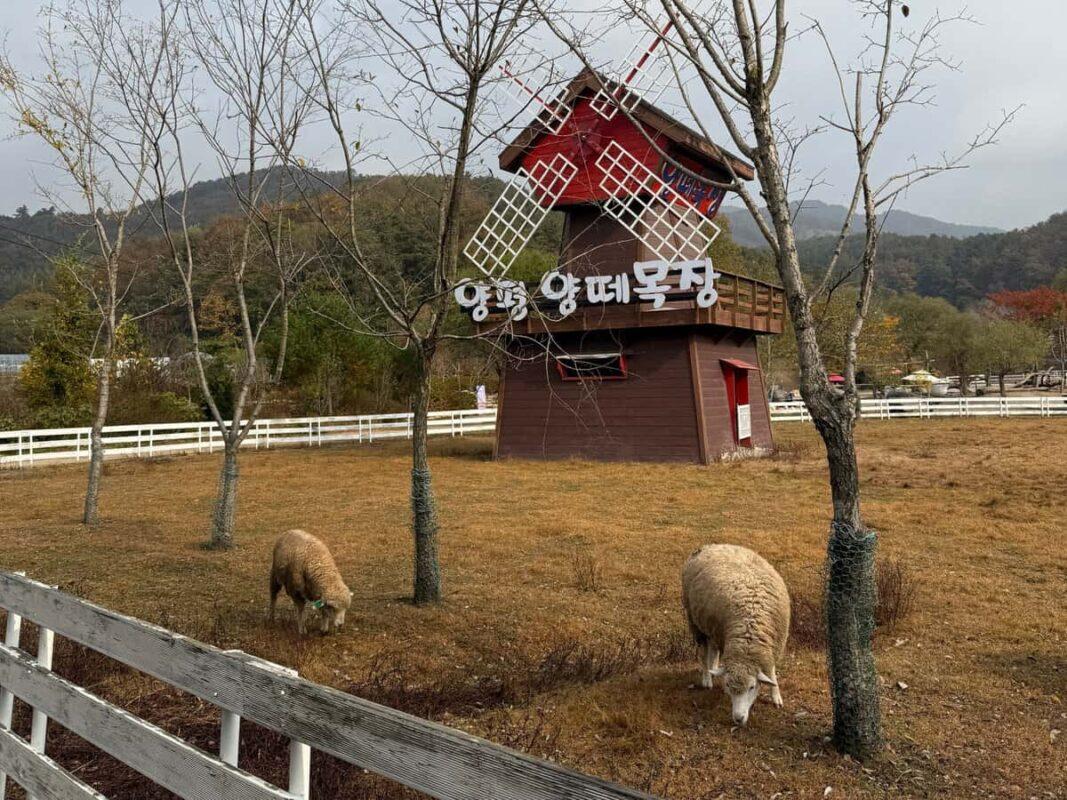 서울근교 아이와 함께 가볼만한 곳: 양평 양떼목장 양 먹이주기 체험과 위험천만 놀이터에서 뛰어놀기