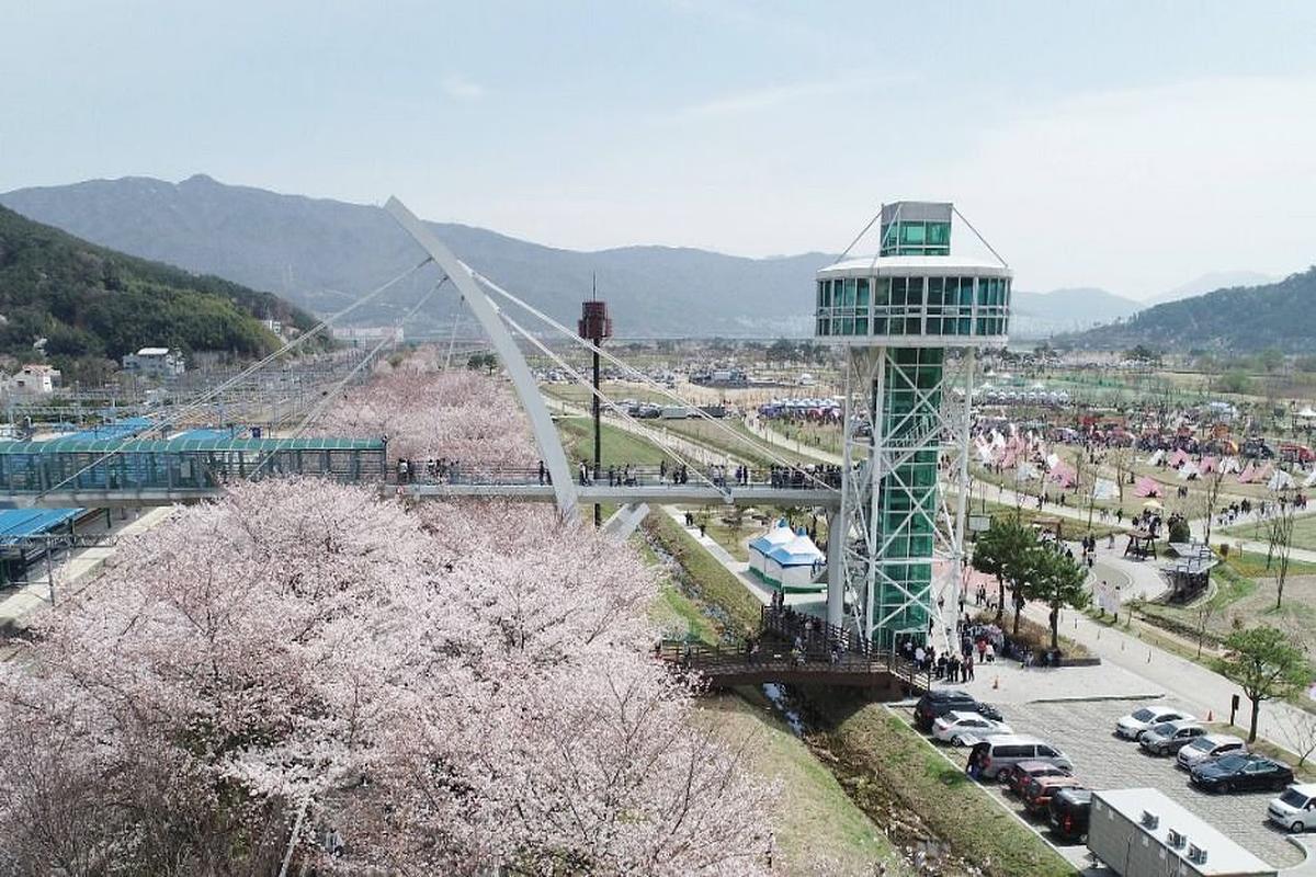 물금벚꽃축제 숨은 매력, 낙동강을 따라 걷다