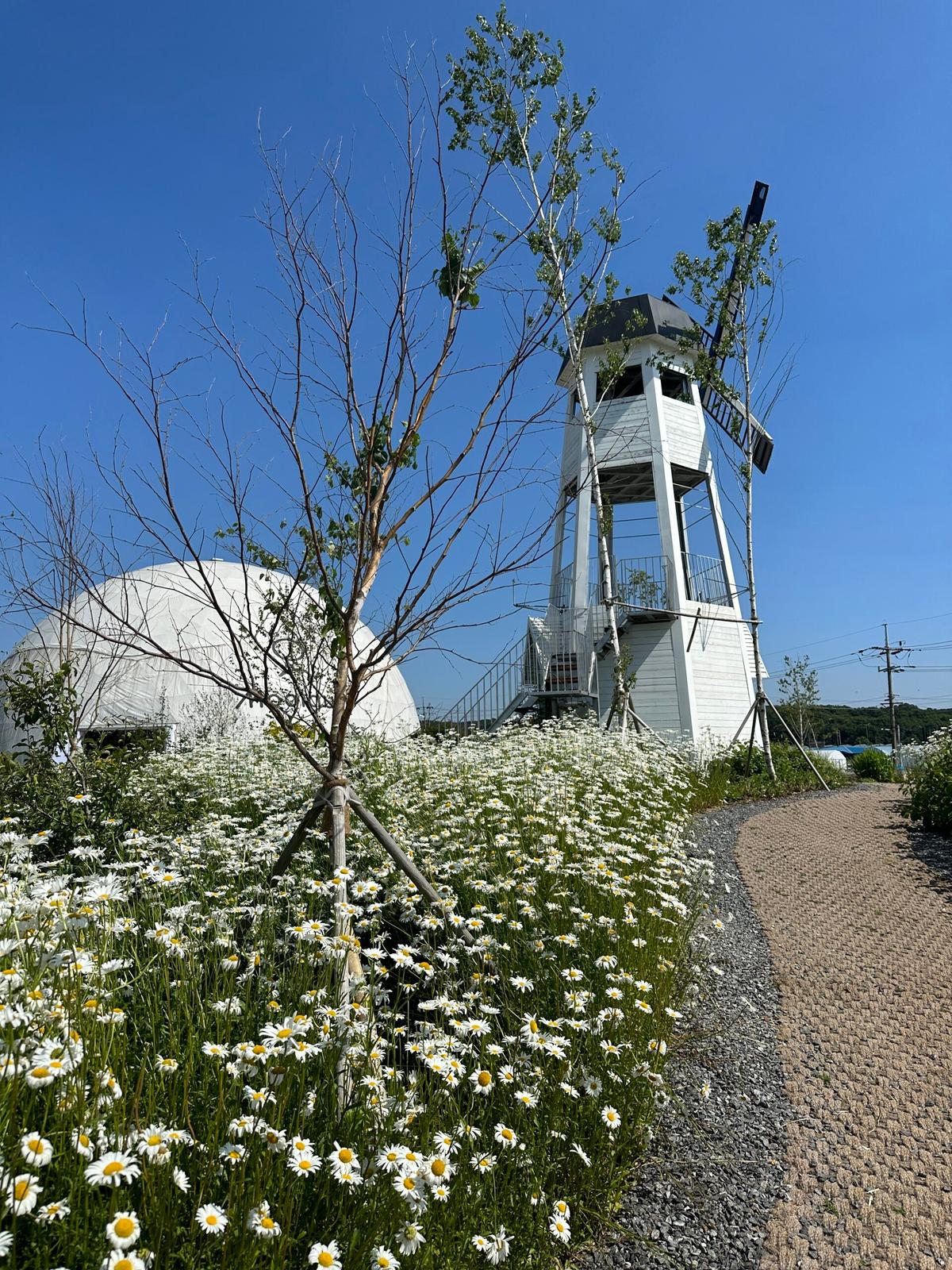 동화 속 같은 베이커리 카페! 거위 가족과 데이지꽃이 있는 일산 ‘몰구리빵집’