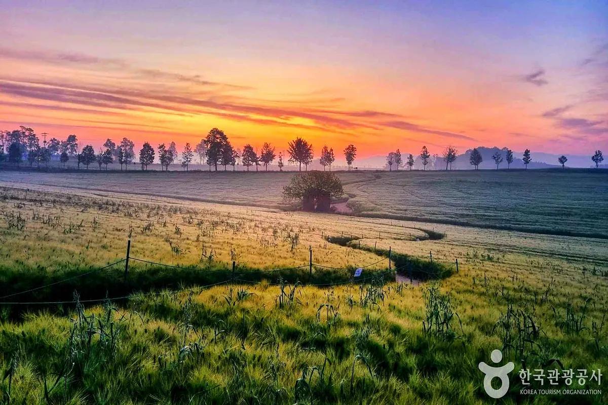 고창 봄축제, 벚꽃길과 청보리밭을 즐기며 경비 환급 받자