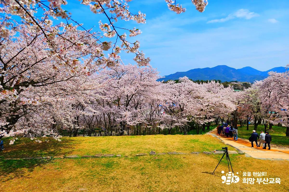 “역사와 벚꽃이 만나는 길, 사천 선진리성 봄축제”