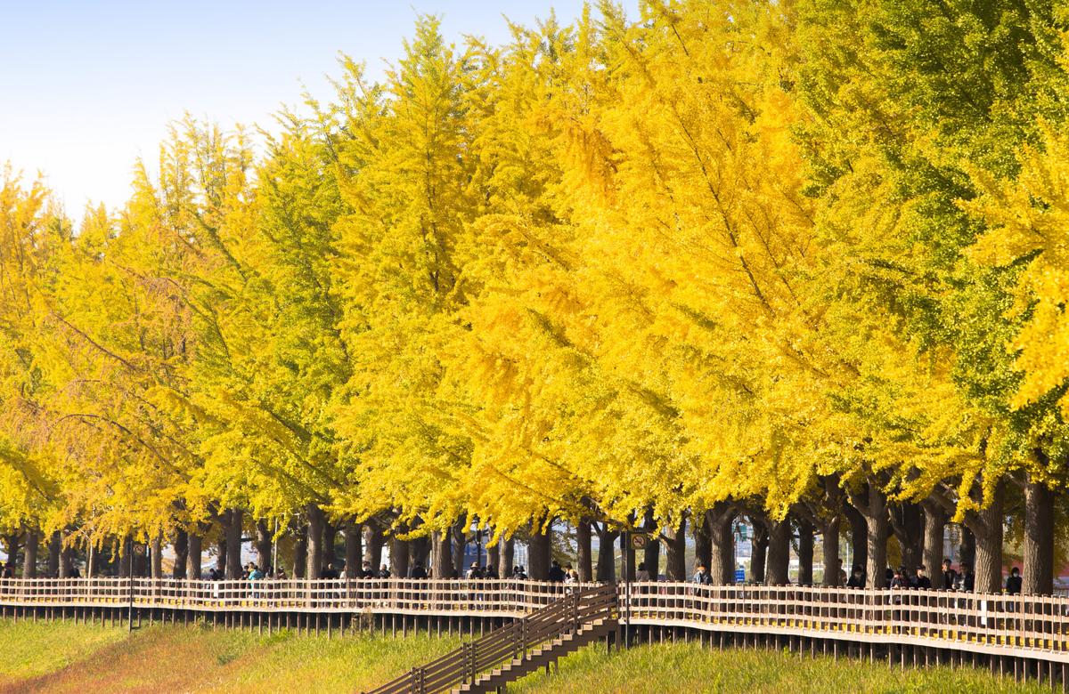 봄부터 가을까지, 꽃으로 물드는 곡교천 은행나무길