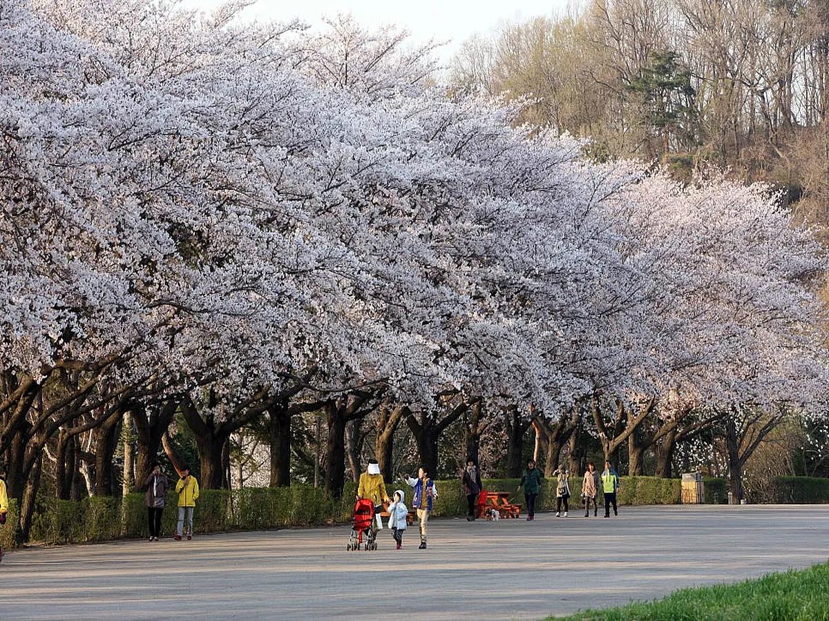 경기도 벚꽃 여행지 BEST6