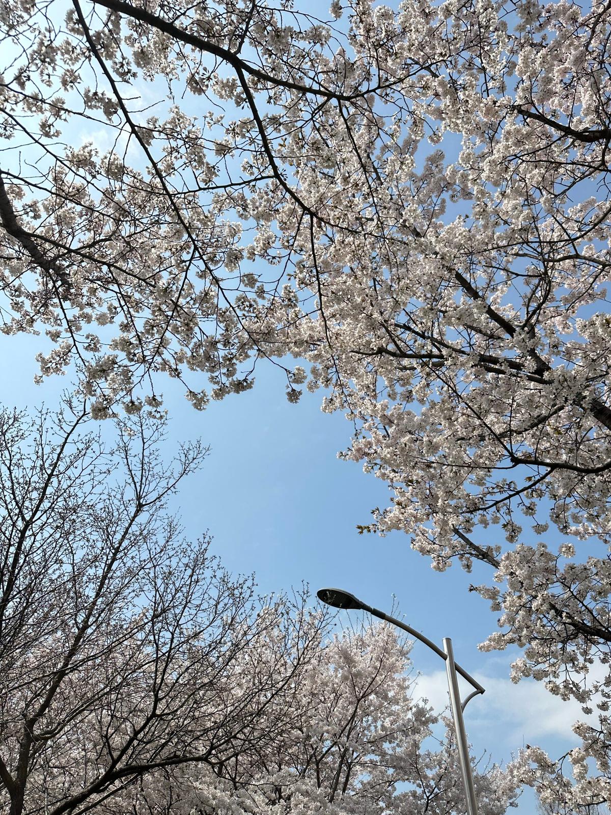 벚꽃터널·음악회·체험까지! 인천 드림파크 벚꽃축제 100% 즐기기
