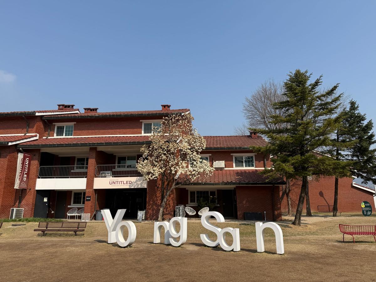 목련이 활짝 핀 용산공원, 서울 속 이국적인 봄 풍경