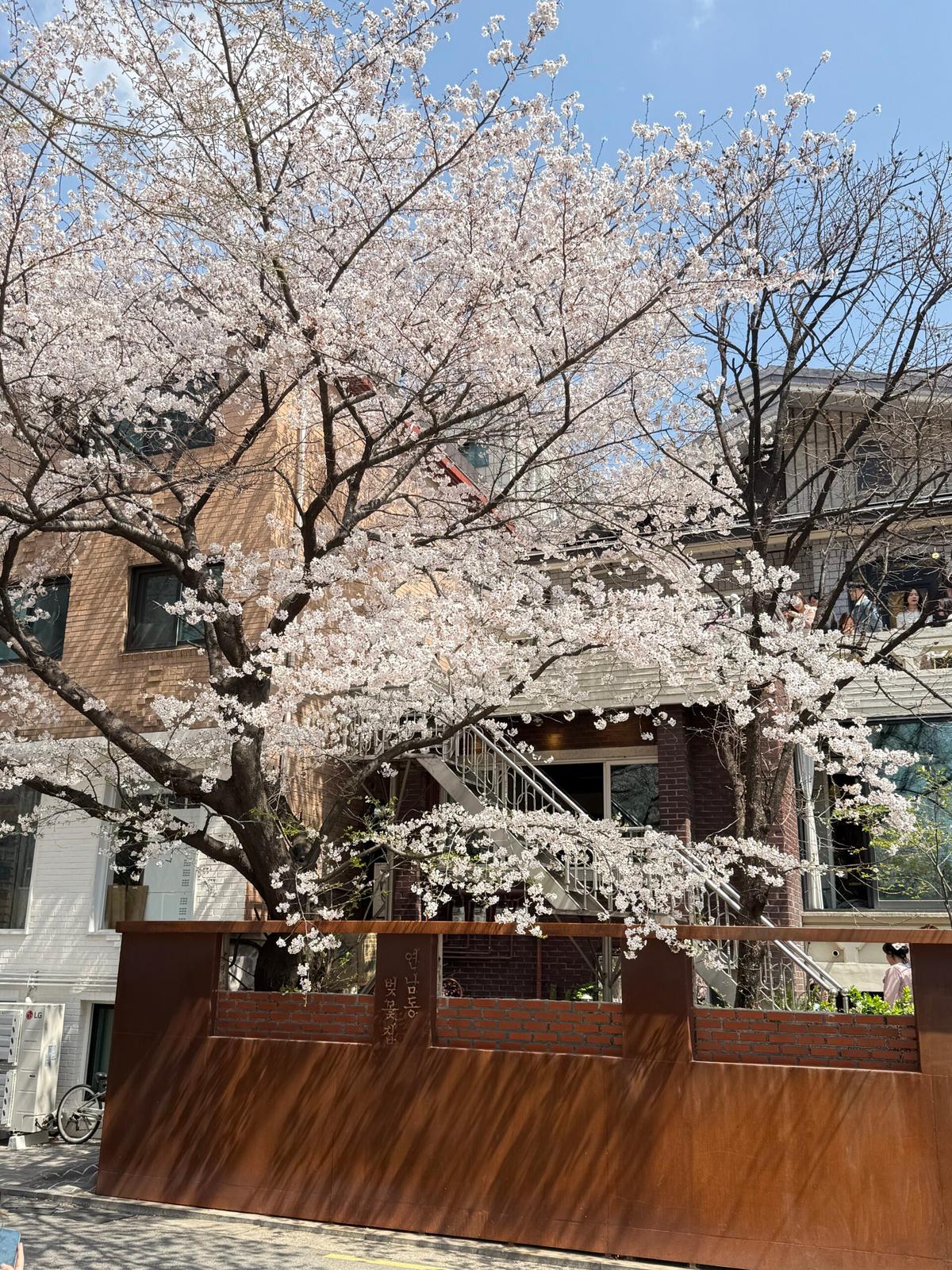 서울 벚꽃 명소 “연남동 벚꽃집”, 대형 벚꽃 나무 아래에서 힐링