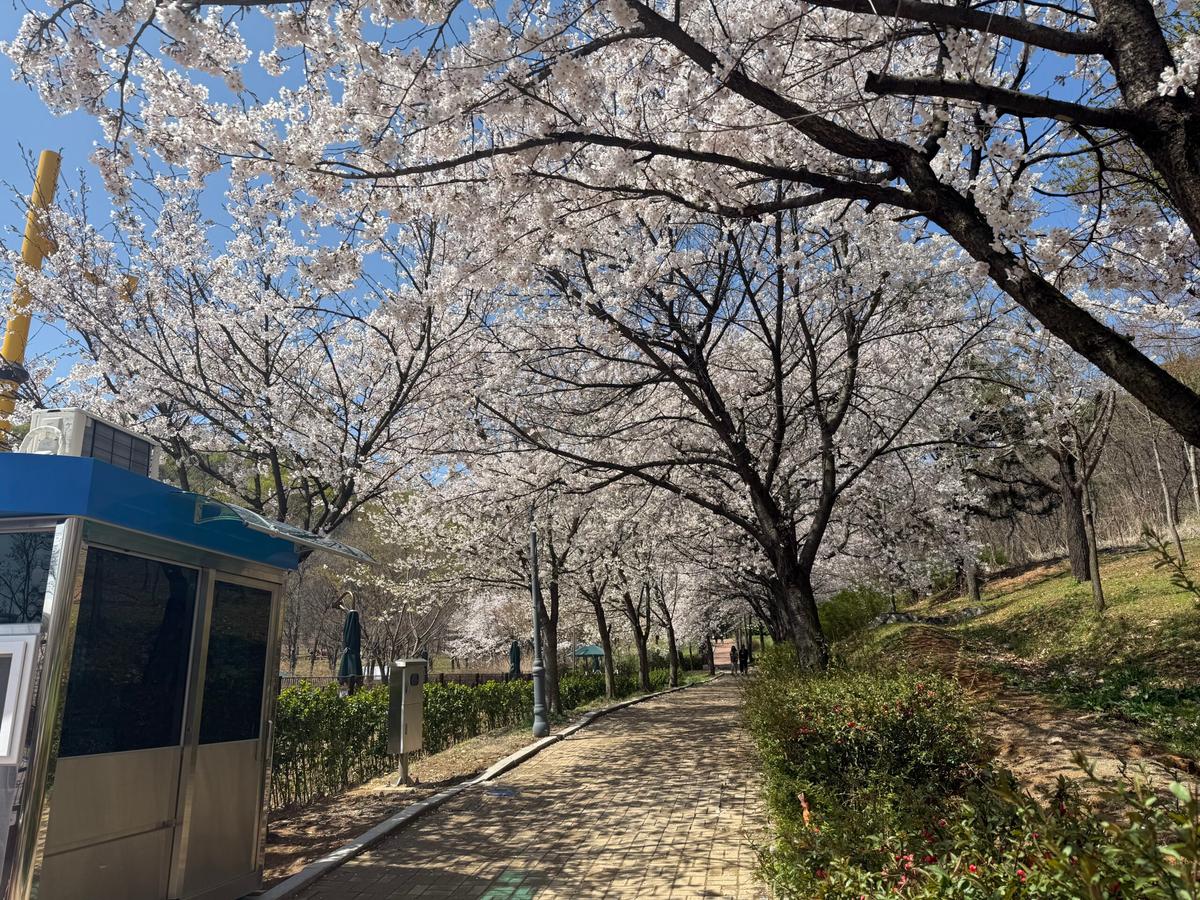 인천 봄 산책의 정수, 만개한 원적산 공원 벚꽃길