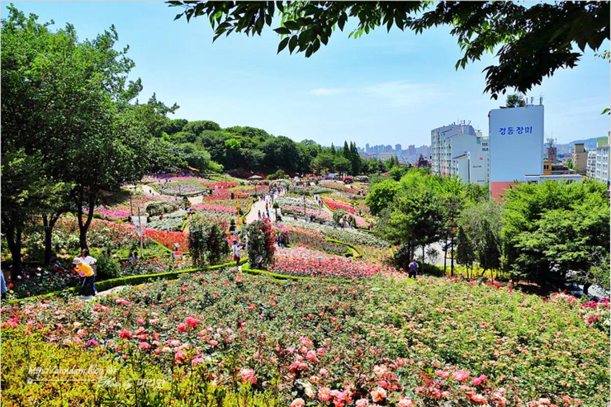 “연휴에 딱”… 부천백만송이장미축제 다시 열린다