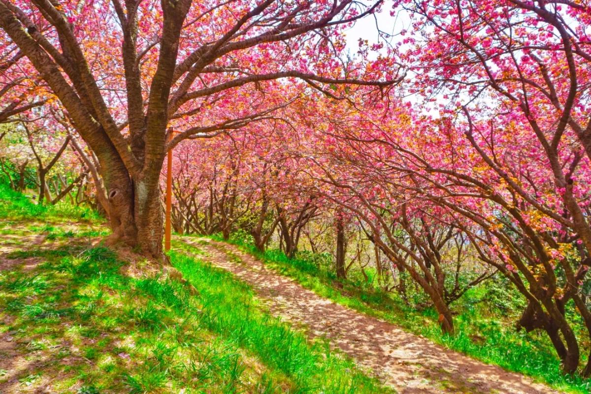 “테이블·스피커까지 무료 대여”… 지금 가야 할 부산 겹벚꽃 만개 명소