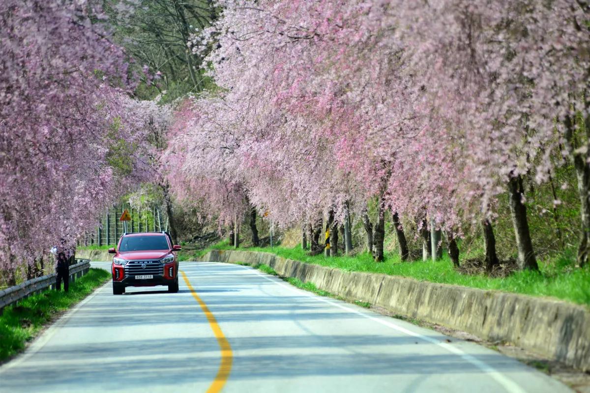 “커튼처럼 쏟아지는 꽃길”… 덕유산 자락 병곡마을 수양벚꽃 명소