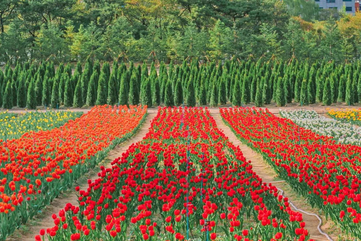 “동화 같은 풍경”… 이월드 1,000만 송이 튤립 가든