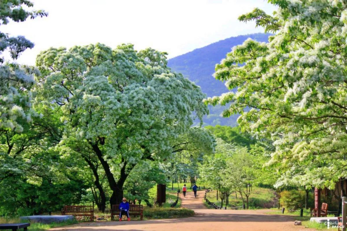 “지금이 절정”… 대구 교항리 300년 이팝나무 만개 명소