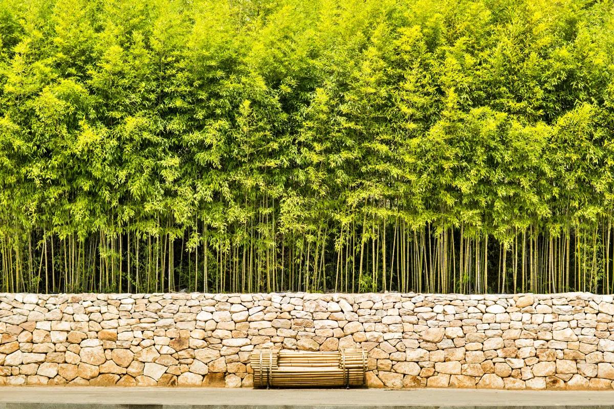 “봄꽃 끝나도 핫하다”… 담양 죽녹원 초여름 산책 명소