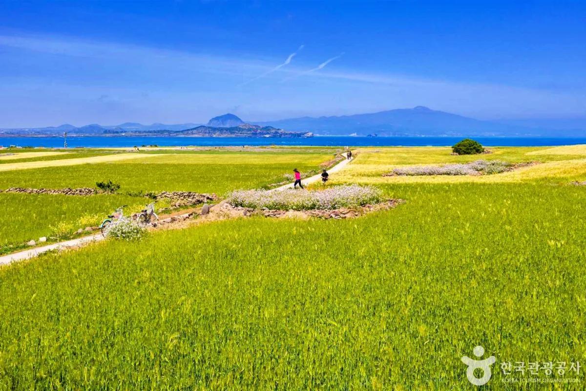 “바다보다 짙은 초록빛”… 가파도 청보리밭 힐링 섬 여행
