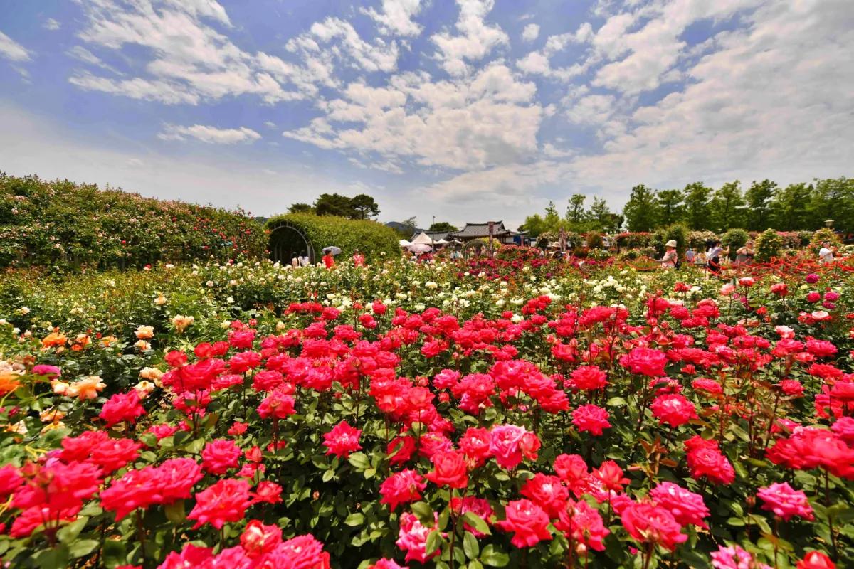 “낮엔 향기, 밤엔 빛”… 곡성 장미축제, 장미꽃 아래 두 얼굴의 여행