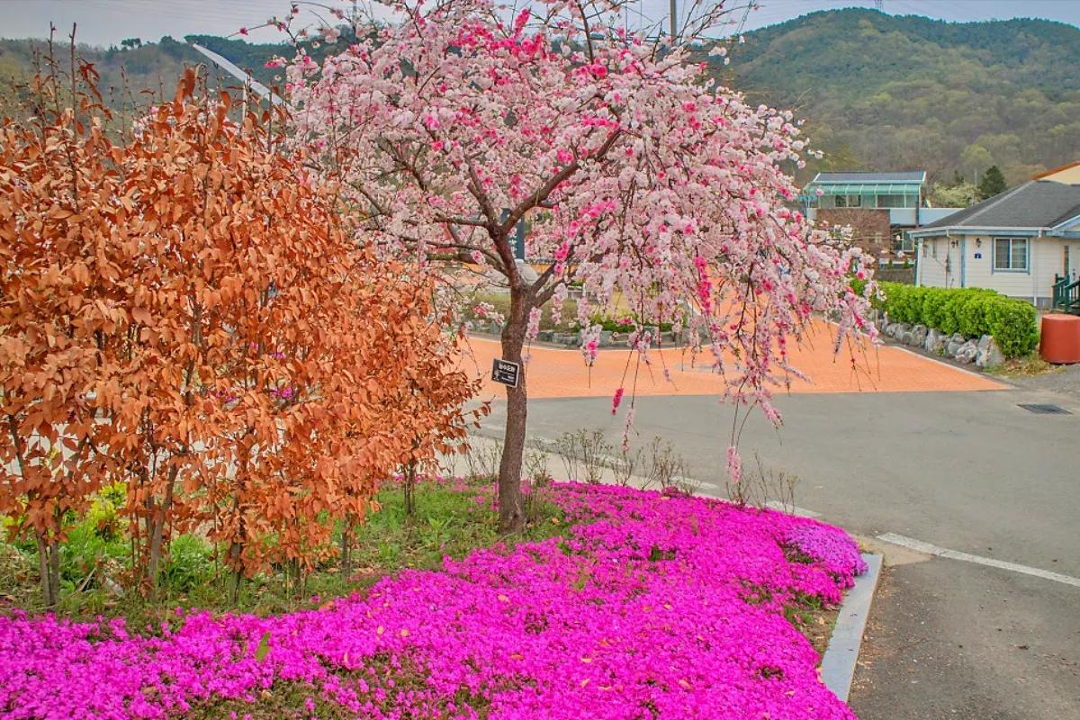 고령 가볼만한곳 도진마을무릉원 이색적인 삼색능수도화