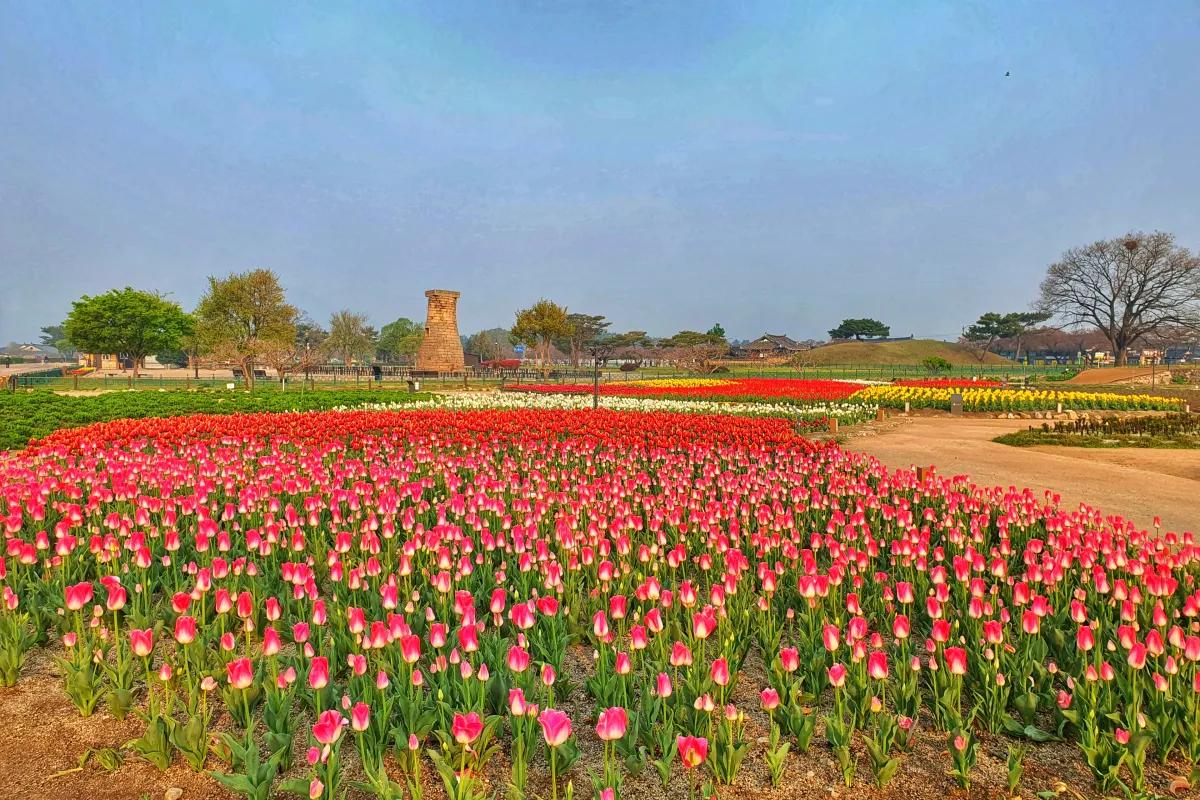 “역사 속 봄꽃 정원”… 경주 첨성대 튤립·유채꽃 뚜벅이 코스 총정리