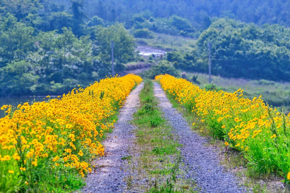 “공원 전체가 노란 꽃밭”… 주차·입장 모두 무료인 5월 여행지