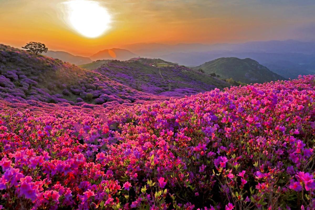 “아이랑 가기 딱 좋아”… 황매산 5월 철쭉 체험 명소