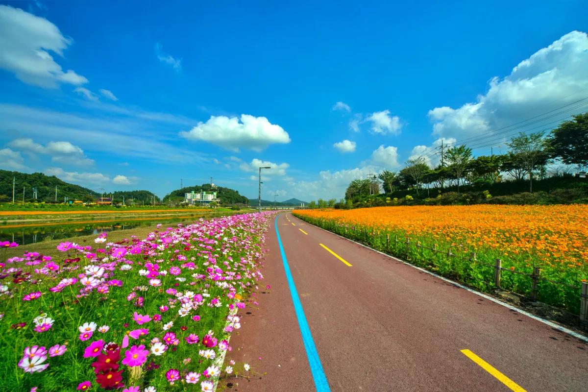“놓치면 1년 기다려야”… 장성 황룡강 봄꽃 대축제