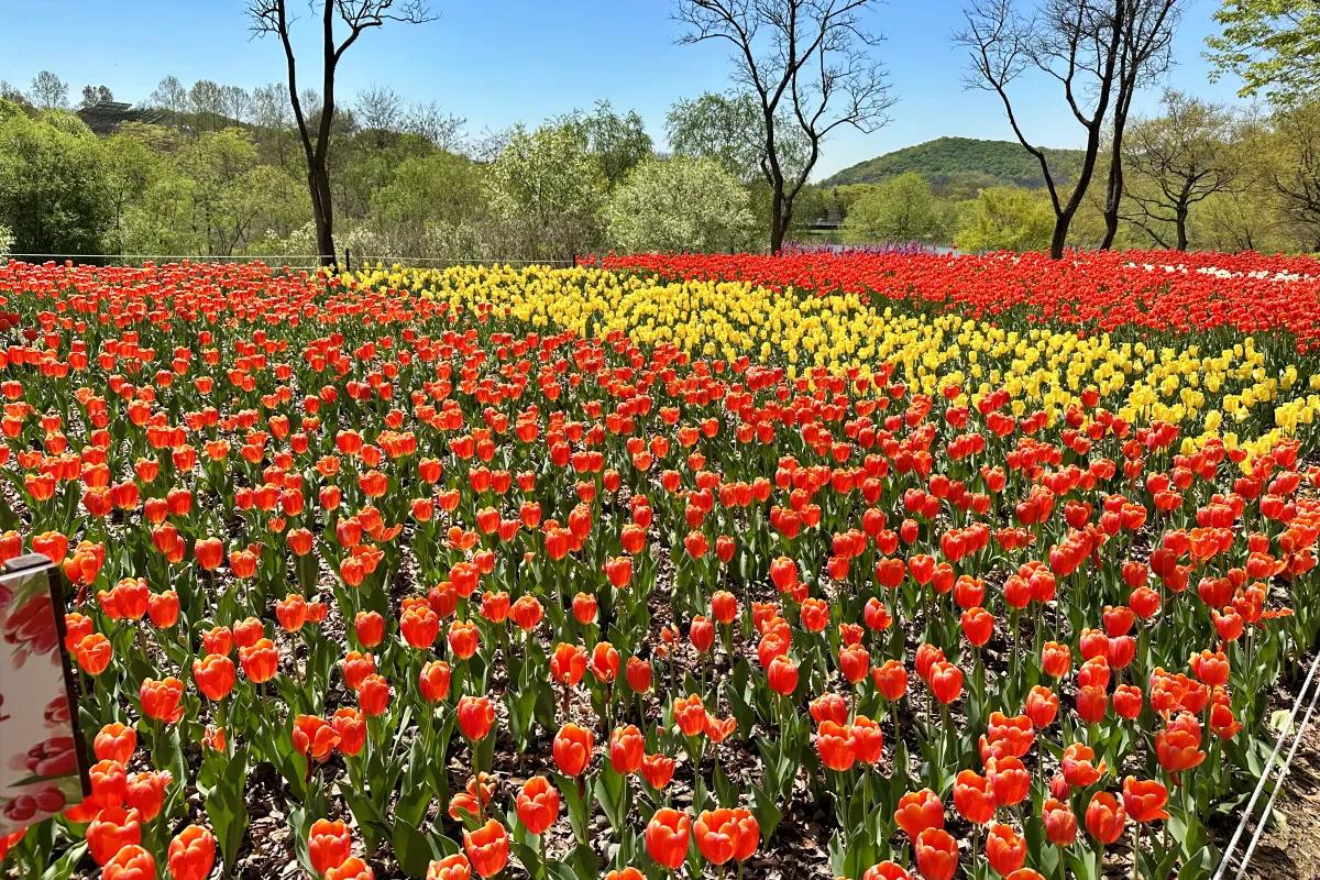 “튤립 만개한 인천대공원”… 지금 가야 할 이유 3가지