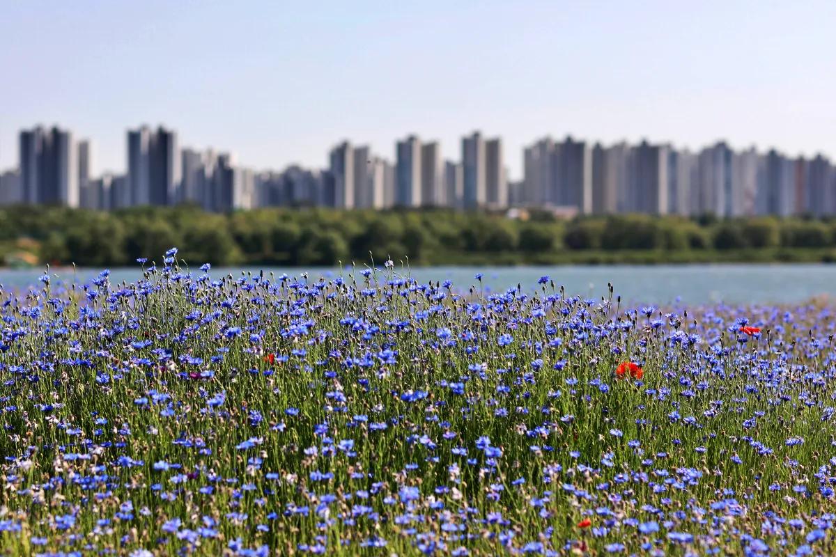“수도권에 이런 풍경이?”… 남양주 삼패한강 수레국화 명소