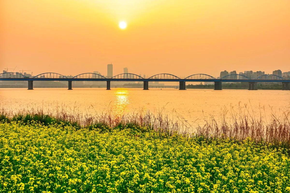 “노란 꽃길이 펼쳐진다”… 반포 서래섬 유채꽃 여행 추천