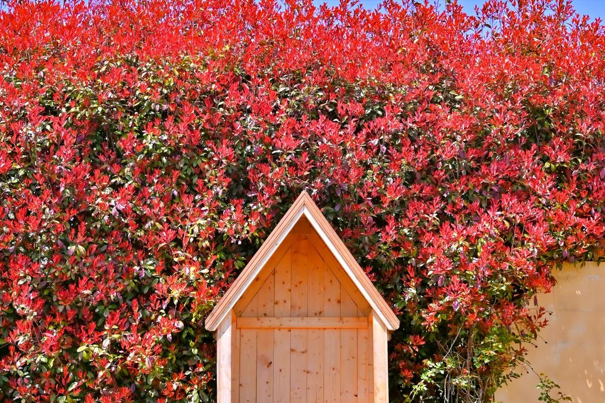 “제주 안 가도 된다”… 태안 홍가시 붉은 숲길 힐링 명소