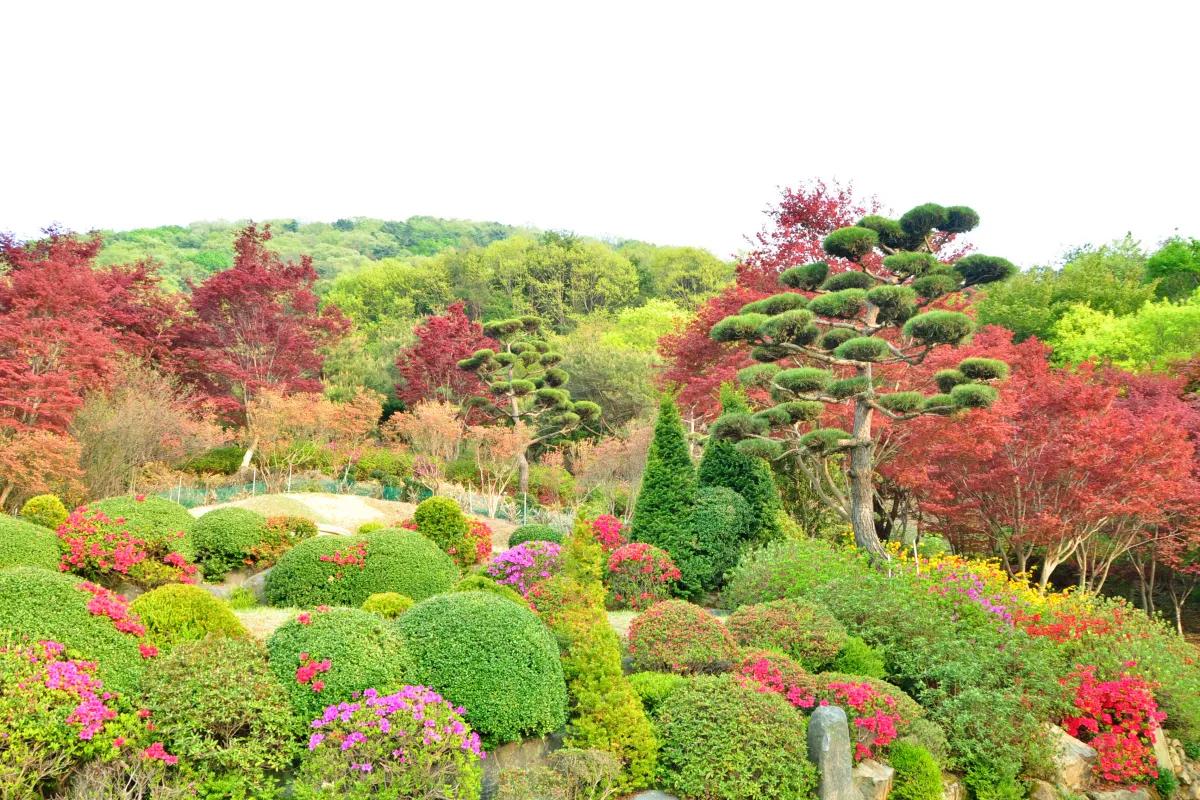 “철쭉이 만개했다”… 완주 화산꽃동산 봄 산책 명소