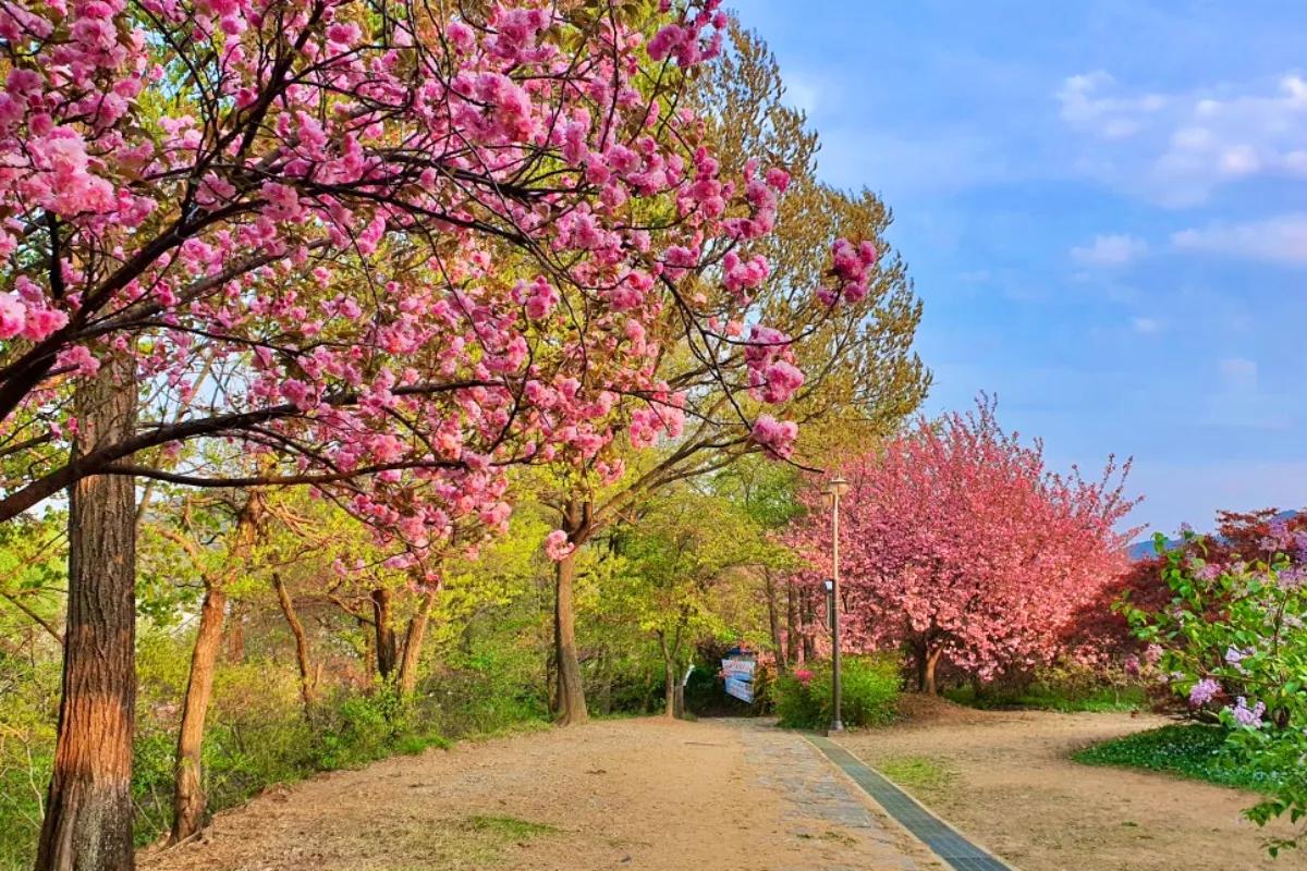 “주차는 여기!”… 전주 완산칠봉꽃동산 겹벚꽃·해당화 실시간 정보 총정리