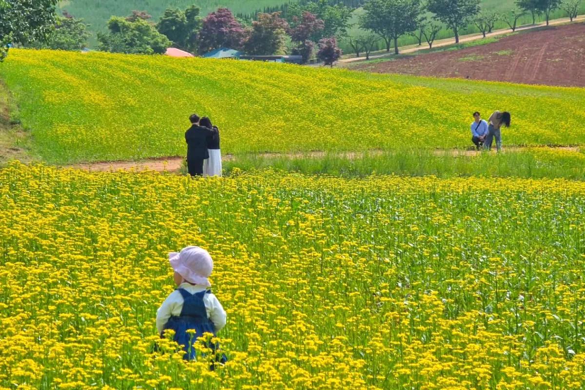 “반려견도 입장 가능”… 유채꽃 피는 안성팜랜드 주말 추천