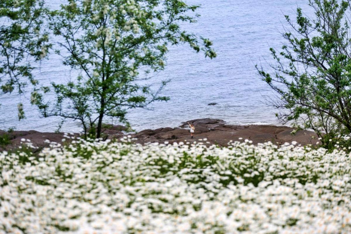 힐링 산책 명소 … 변산마실길, 새하얀 샤스타데이지 군락지 장관