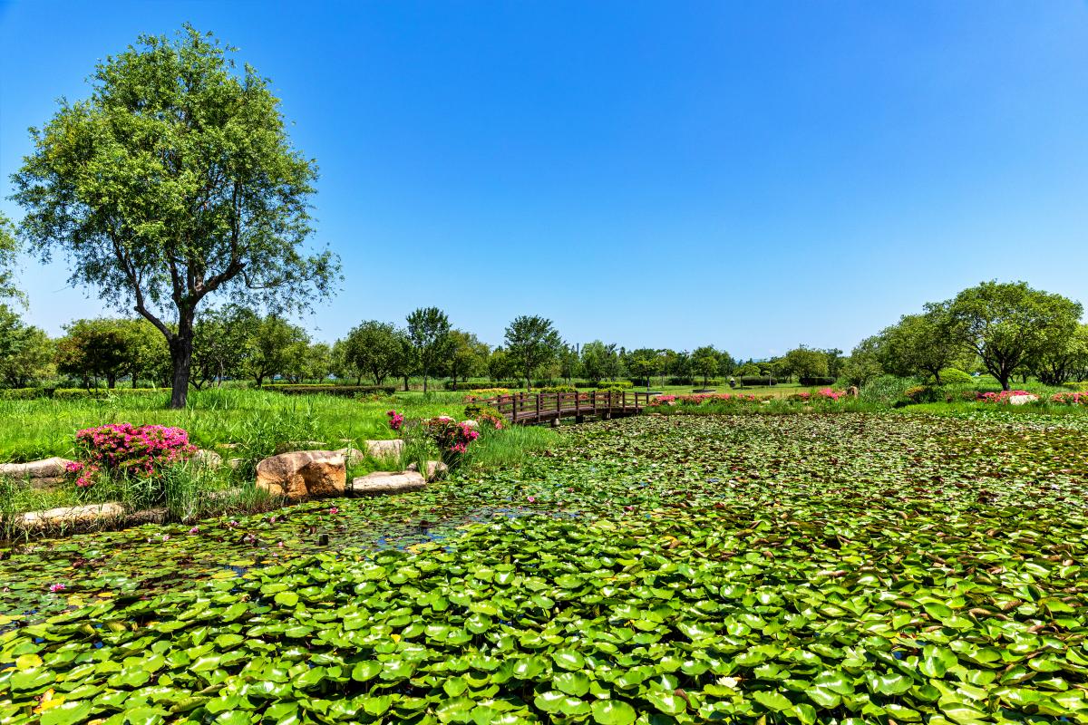 “붉고 흰 수련이 가득”… 부산 시민 숨은 여름 피크닉 명소