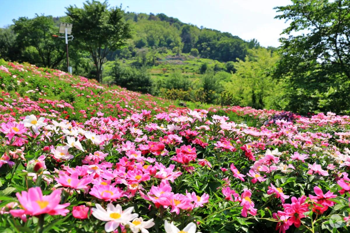 “1주일만 핀다”… 창녕 함박공원 영산 숨은 산책 명소