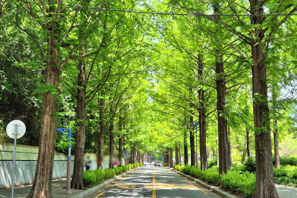 “도심 한가운데 힐링 길”… 창원 메타세쿼이아 가득한 용지동 거리