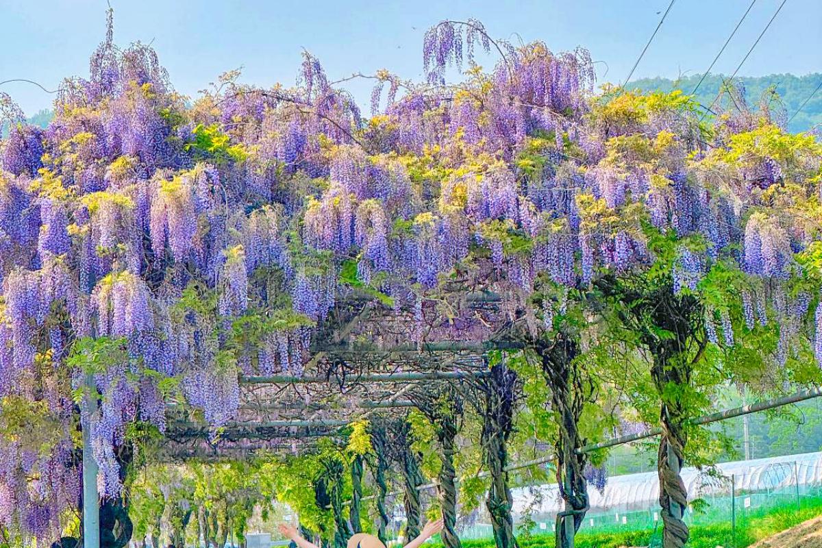 “영화 같은 보랏빛 산책길”… 5월 청양 등나무꽃 터널 추천지
