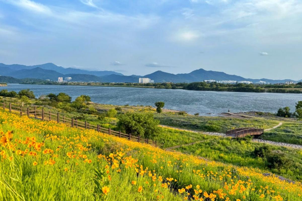“낙동강 따라 황금꽃 물결”… 5월 대구 강정보 금계국 절정
