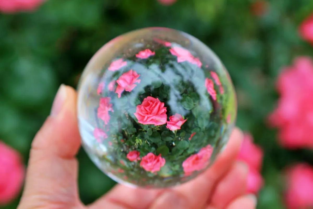 “장미가 수천 송이”… 대구 그린웨이 장미원 5월 꽃길 명소