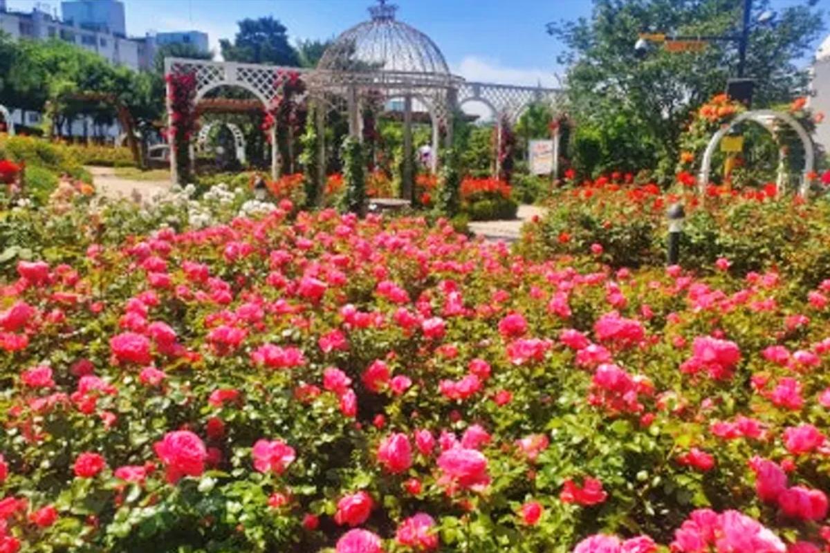 “서울 도심에 4만 8천 송이 장미”… 대현산 장미축제 열린다