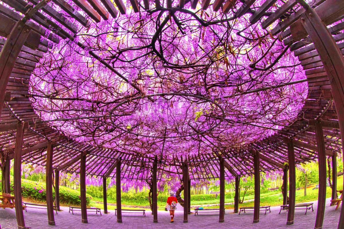 “해외 안 가도 된다”… 담양 대나무숲 등나무꽃 명소